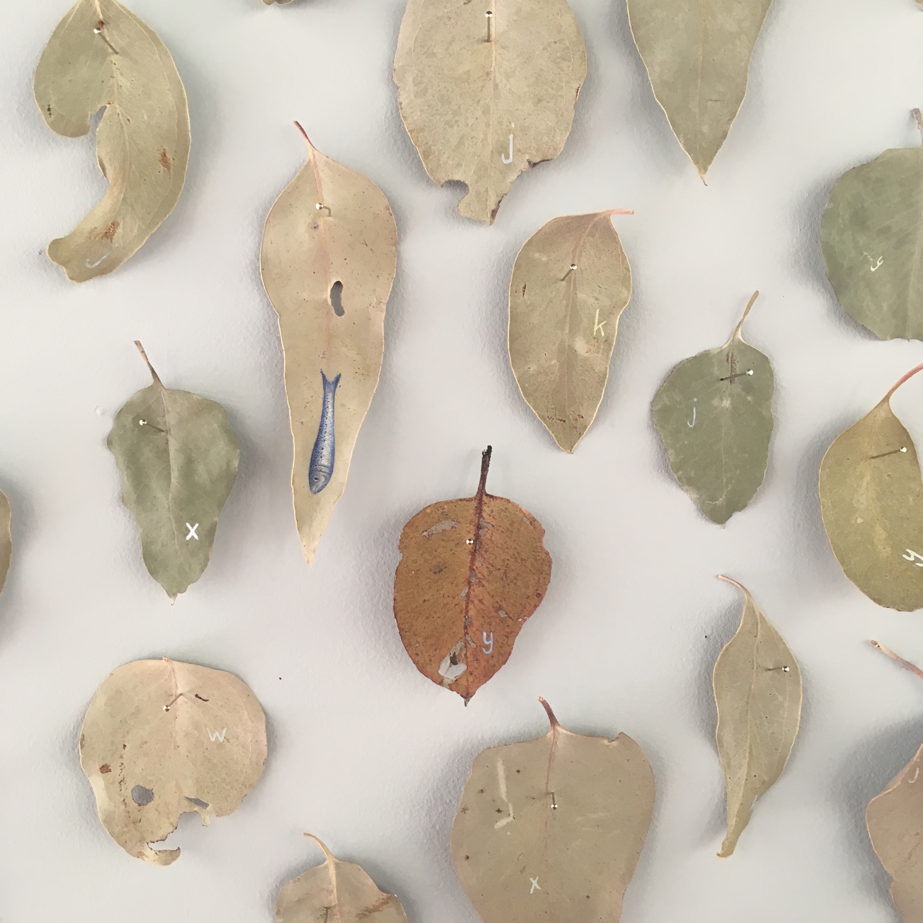 Detail: Fish out of Water, Mildura – Melbourne, gum leaves collected half way along the highway between Mildura and Melbourne and gouache, approximately 200h x 300w cm, 2018