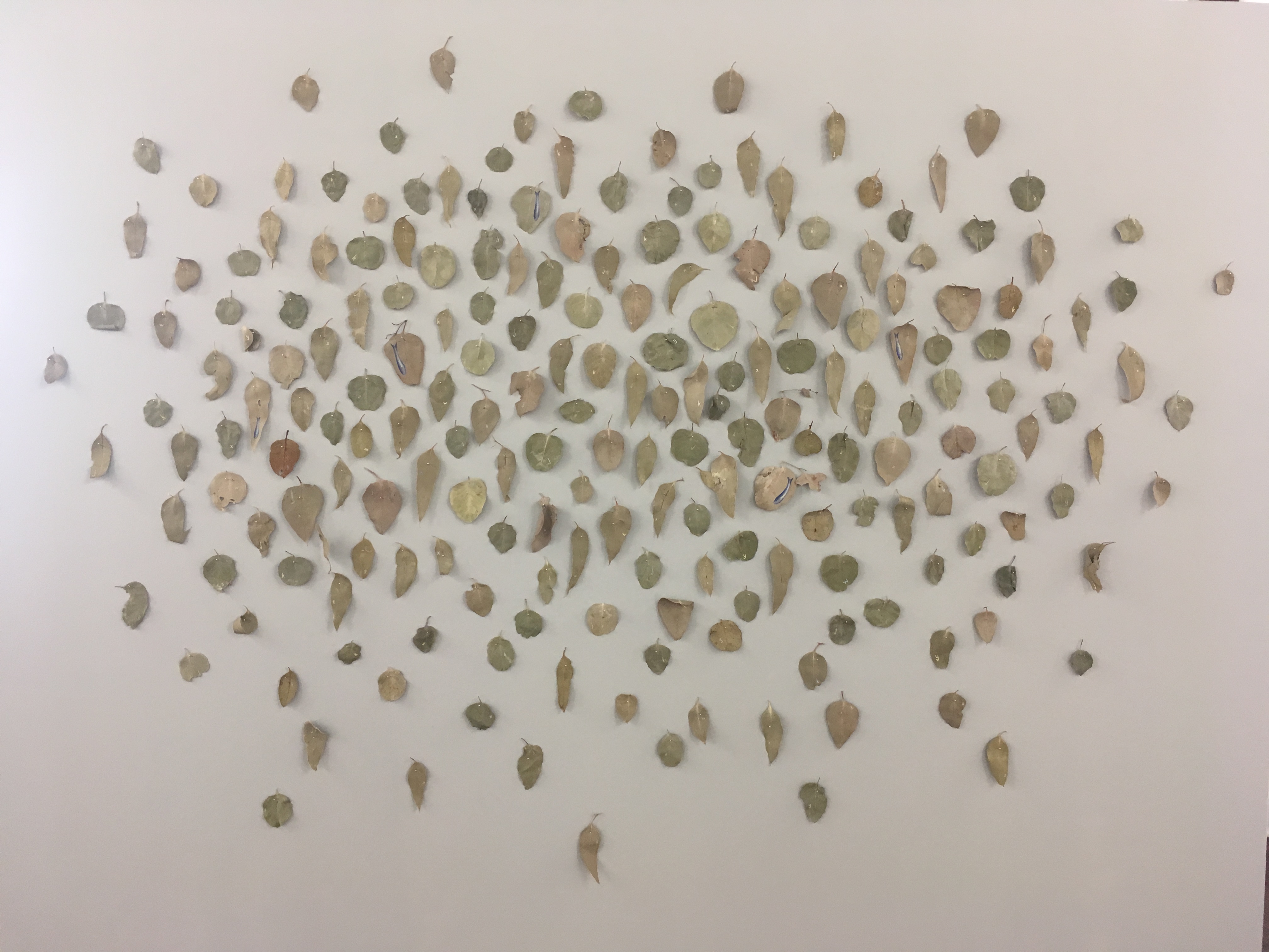 Fish out of Water, Mildura – Melbourne, gum leaves collected half way along the highway between Mildura and Melbourne and gouache, approximately 200h x 300w cm, 2018