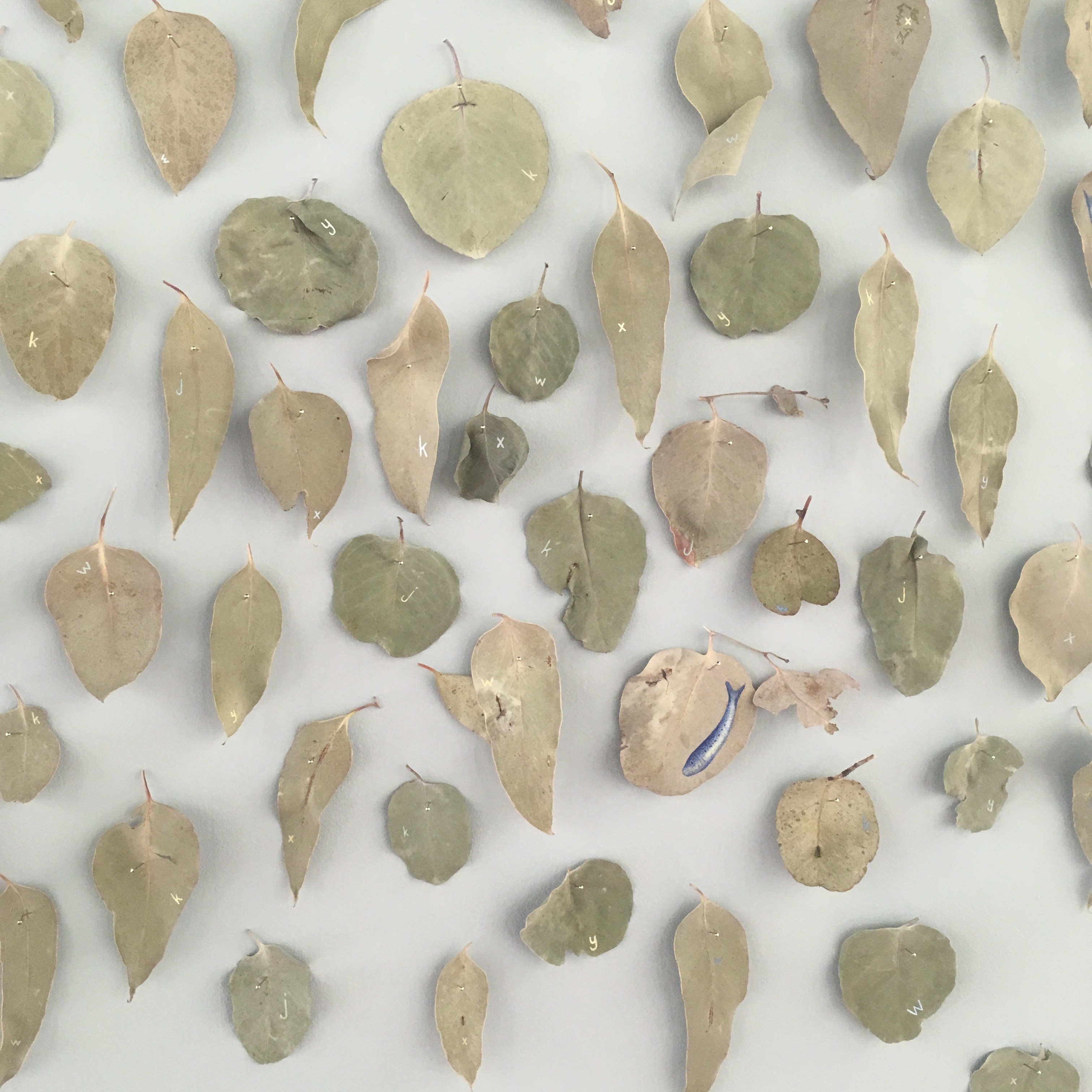 Detail: Fish out of Water, Mildura – Melbourne, gum leaves collected half way along the highway between Mildura and Melbourne and gouache, approximately 200h x 300w cm, 2018